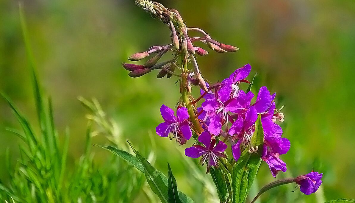 Fireweed in RevitaProst